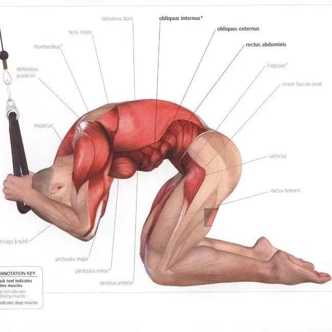 PowerRope – Triceps & Back Pulley Rope Handle